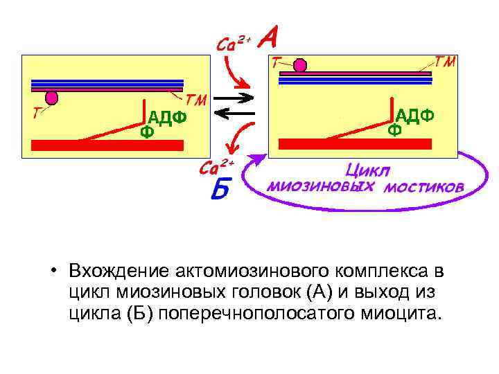  • Вхождение актомиозинового комплекса в цикл миозиновых головок (А) и выход из цикла