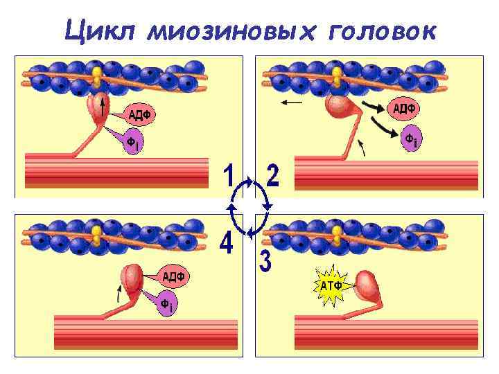 Цикл миозиновых головок 