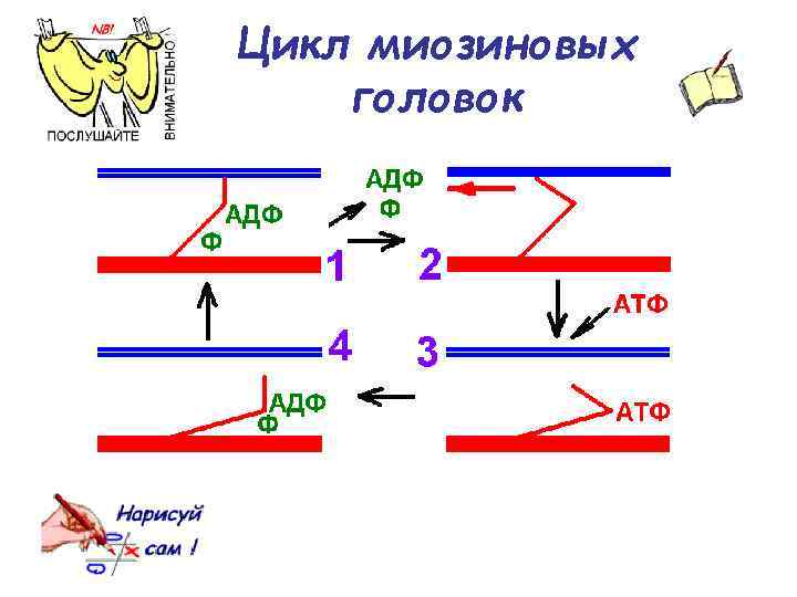 Цикл миозиновых головок 