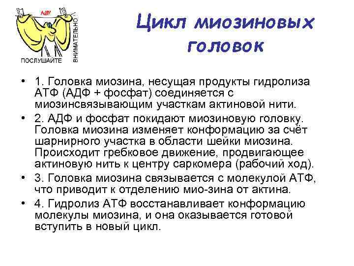 Цикл миозиновых головок • 1. Головка миозина, несущая продукты гидролиза АТФ (АДФ + фосфат)