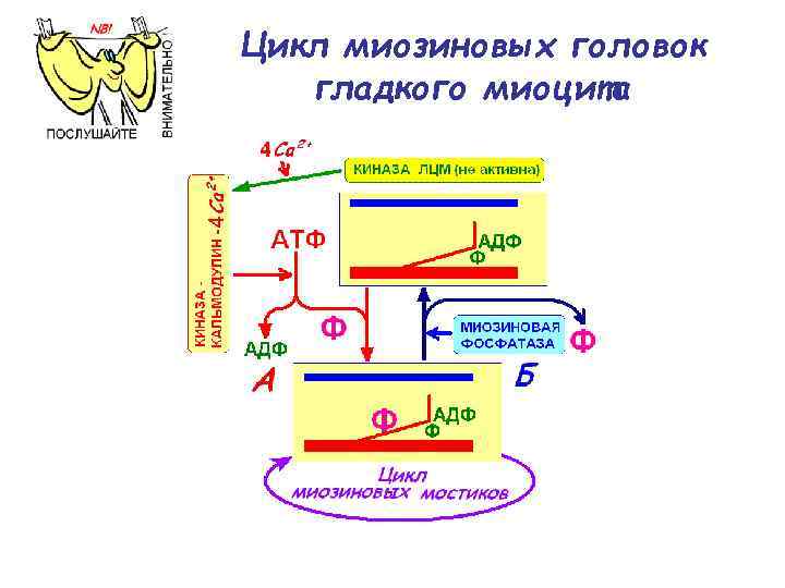 Цикл миозиновых головок гладкого миоцита 