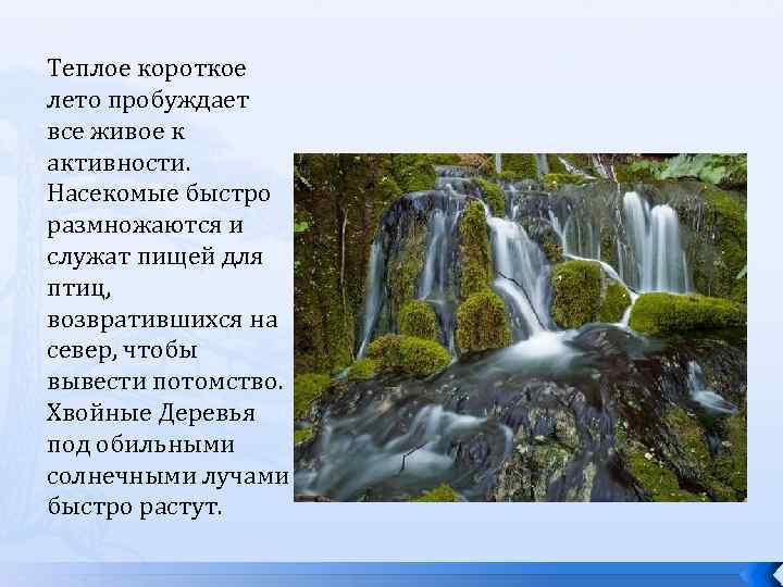 Теплое короткое лето пробуждает все живое к активности. Насекомые быстро размножаются и служат пищей