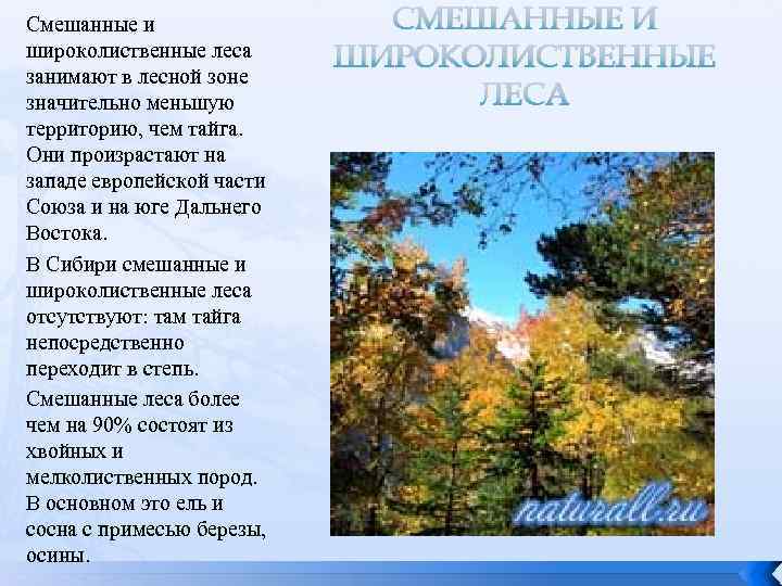 План описания природной зоны широколиственные леса 7 класс