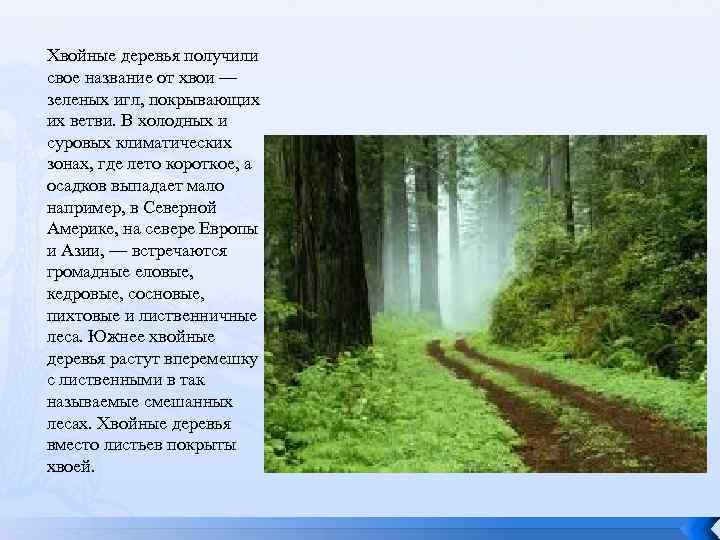 Хвойные деревья получили свое название от хвои — зеленых игл, покрывающих их ветви. В