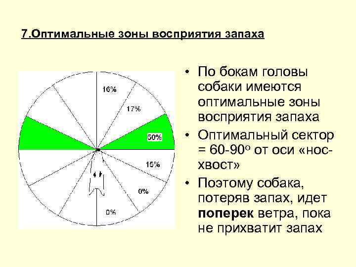 7. Оптимальные зоны восприятия запаха • По бокам головы собаки имеются оптимальные зоны восприятия