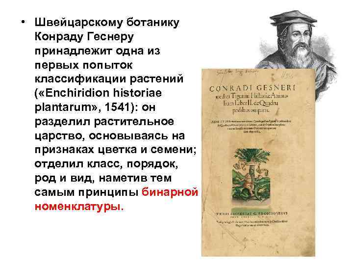  • Швейцарскому ботанику Конраду Геснеру принадлежит одна из первых попыток классификации растений (