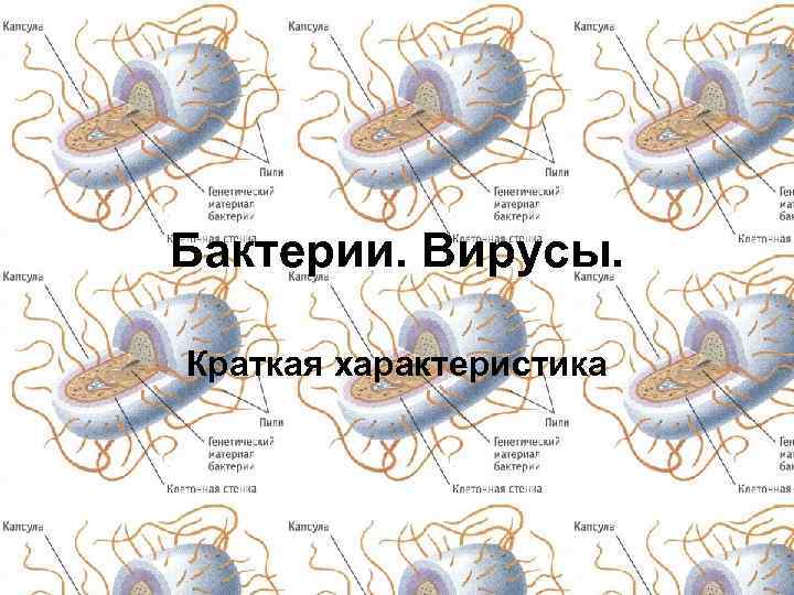 Бактерии. Вирусы. Краткая характеристика 