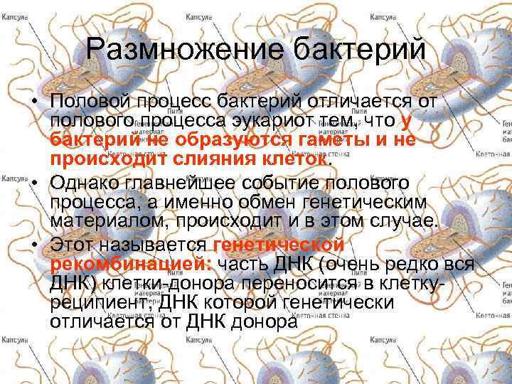 Размножение бактерий • Половой процесс бактерий отличается от полового процесса эукариот тем, что у