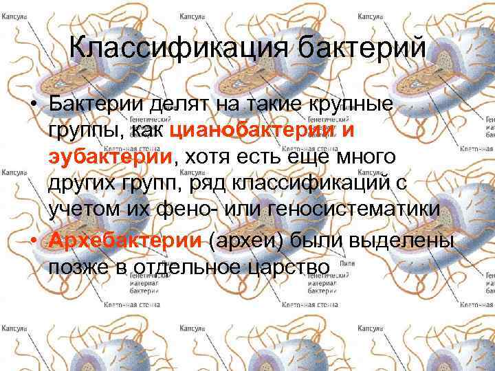 Классификация бактерий • Бактерии делят на такие крупные группы, как цианобактерии и эубактерии, хотя