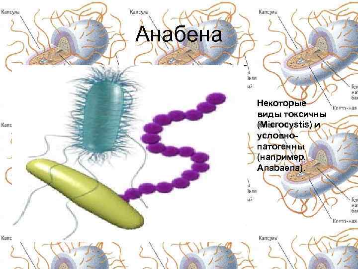 Анабена Некоторые виды токсичны (Microcystis) и условнопатогенны (например, Anabaena). 