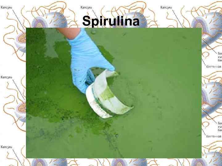Spirulina 