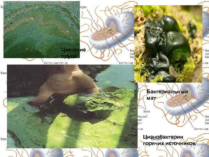 Цветение пруда Бактериальный мат Цианобактерии горячих источников 