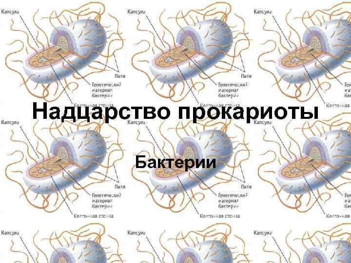Надцарство прокариоты Бактерии 