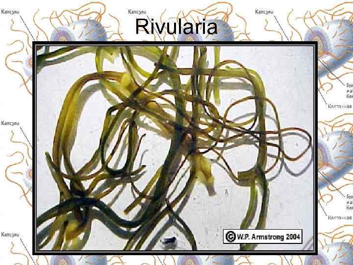 Rivularia 