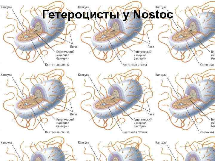 Гетероцисты у Nostoc 