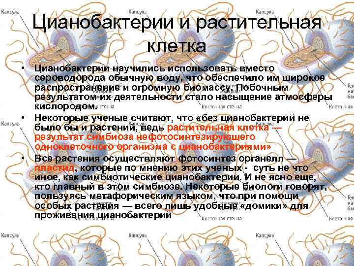 Цианобактерии и растительная клетка • Цианобактерии научились использовать вместо сероводорода обычную воду, что обеспечило
