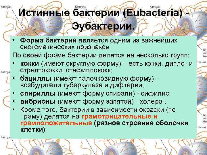Истинные бактерии (Eubacteria) Эубактерии. • Форма бактерий является одним из важнейших систематических признаков По