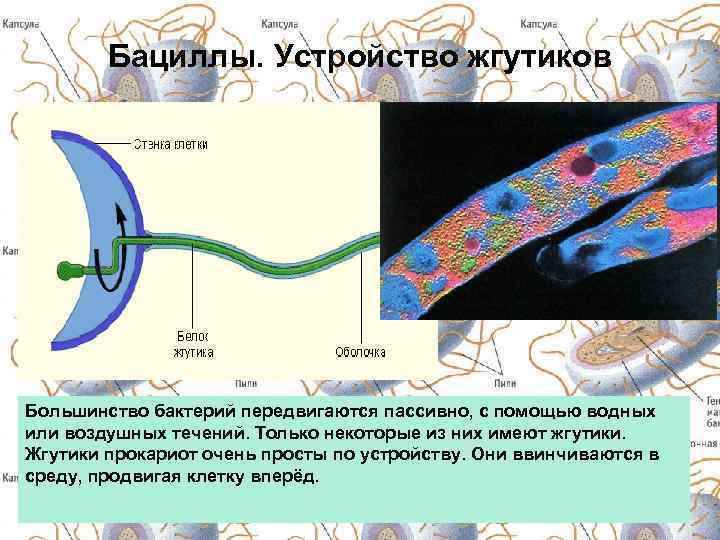 Бациллы. Устройство жгутиков Большинство бактерий передвигаются пассивно, с помощью водных или воздушных течений. Только