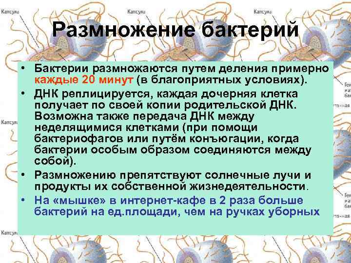 Размножение бактерий • Бактерии размножаются путем деления примерно каждые 20 минут (в благоприятных условиях).
