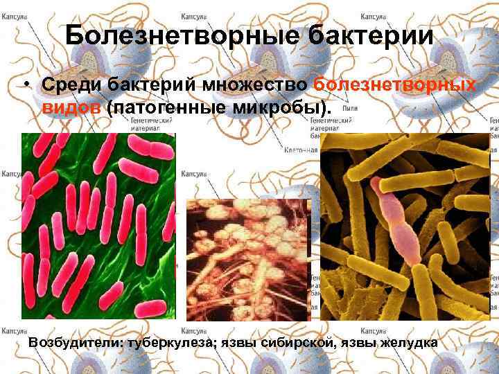 Среди бактерий встречаются