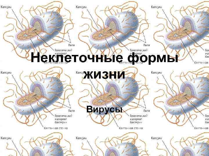 Неклеточные формы жизни Вирусы 