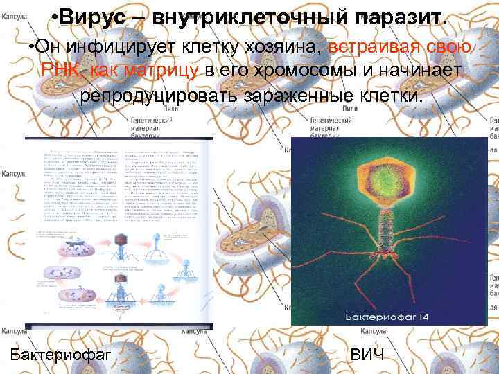  • Вирус – внутриклеточный паразит. • Он инфицирует клетку хозяина, встраивая свою РНК,