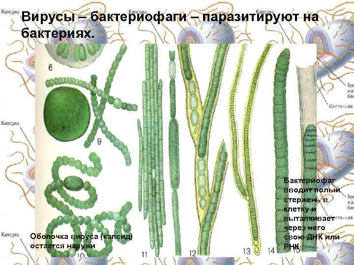Вирусы – бактериофаги – паразитируют на бактериях. Оболочка вируса (капсид) остается наружи Бактериофаг вводит