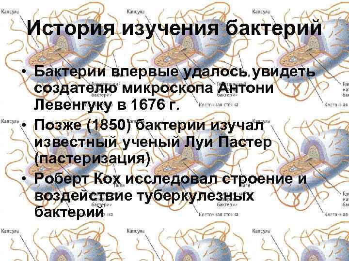 История изучения бактерий • Бактерии впервые удалось увидеть создателю микроскопа Антони Левенгуку в 1676