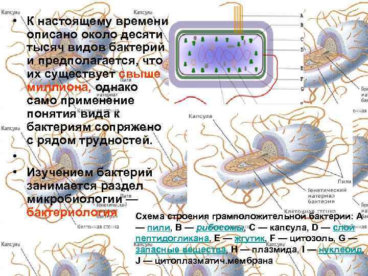  • К настоящему времени описано около десяти тысяч видов бактерий и предполагается, что
