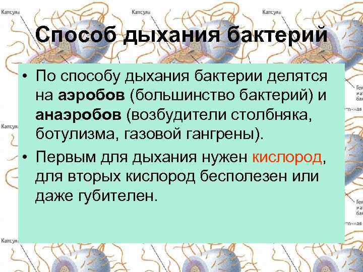 Способ дыхания бактерий • По способу дыхания бактерии делятся на аэробов (большинство бактерий) и