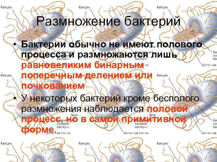 Размножение бактерий • Бактерии обычно не имеют полового процесса и размножаются лишь равновеликим бинарным