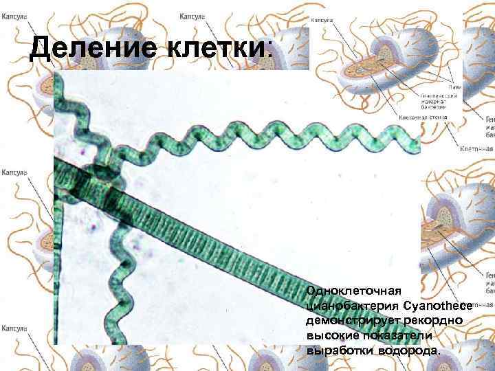 Деление клетки: Одноклеточная цианобактерия Cyanothece демонстрирует рекордно высокие показатели выработки водорода. 
