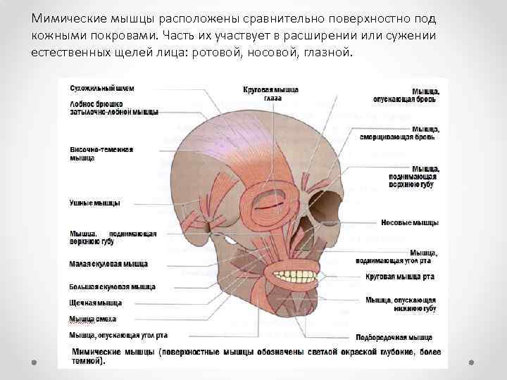 Мимические мышцы расположены сравнительно поверхностно под кожными покровами. Часть их участвует в расширении или