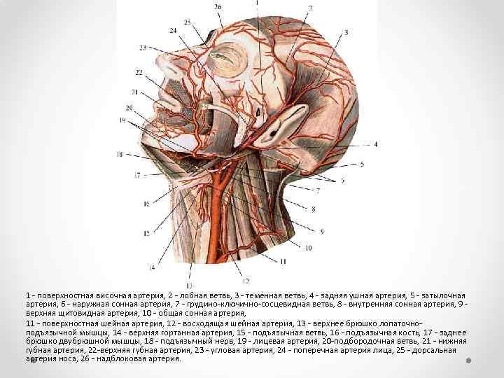 1 поверхностная височная артерия, 2 лобная ветвь, 3 теменная ветвь, 4 задняя ушная артерия,