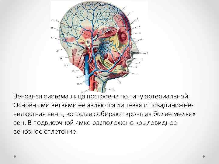 Венозная система лица построена по типу артериальной. Основными ветвями ее являются лицевая и позадинижне