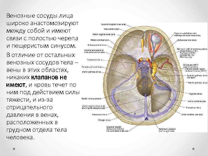 Венозные сосуды лица широко анастомозируют между собой и имеют связи с полостью черепа и