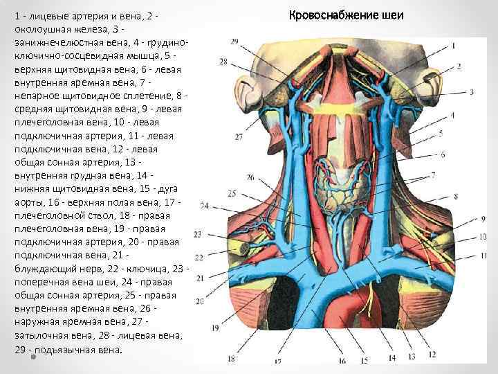 1 лицевые артерия и вена, 2 околоушная железа, 3 занижнечелюстная вена, 4 грудино ключично