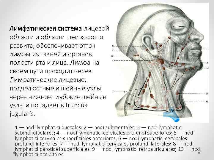 Лимфатическая система лицевой области и области шеи хорошо развита, обеспечивает отток лимфы из тканей