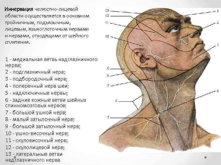 Иннервация челюстно лицевой области осуществляется в основном тройничным, подъязычным, лицевым, языкоглоточным нервами и нервами,