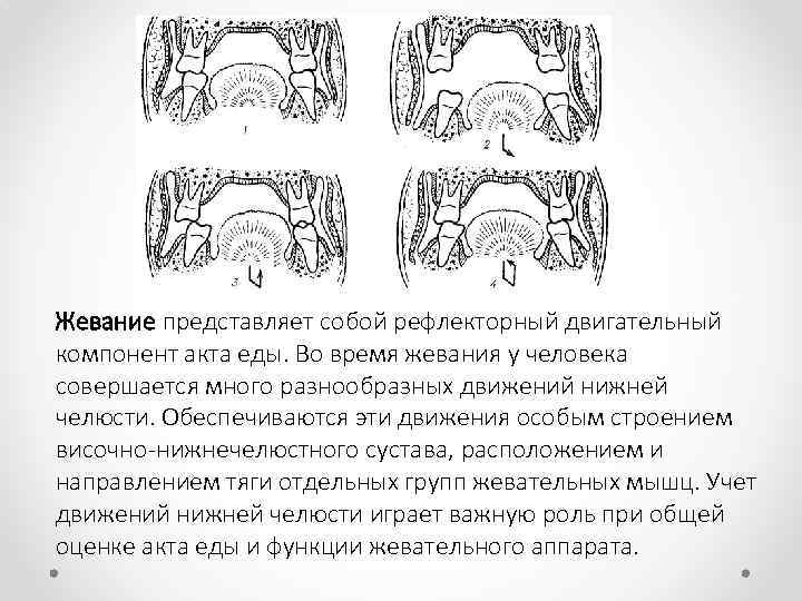 Жевание представляет собой рефлекторный двигательный компонент акта еды. Во время жевания у человека совершается