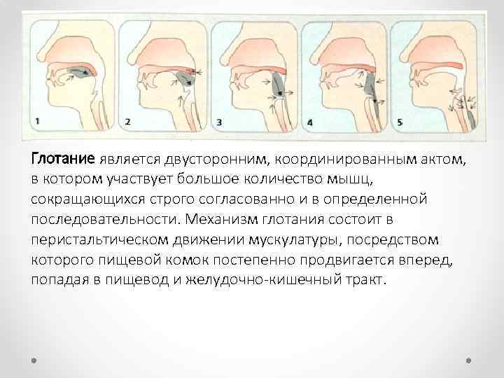 Глотание является двусторонним, координированным актом, в котором участвует большое количество мышц, сокращающихся строго согласованно