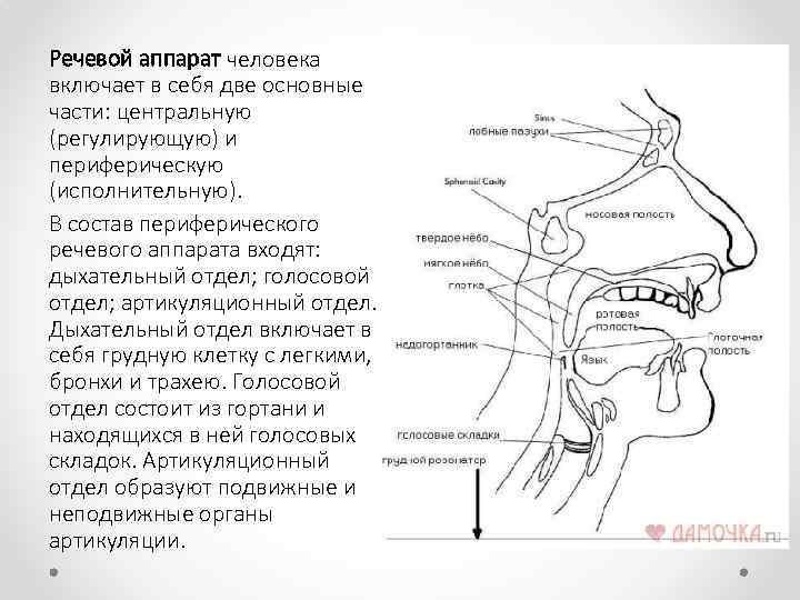 Анатомо физиологические дефекты речевого аппарата