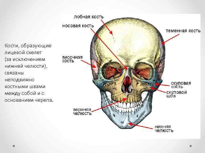 Кости, образующие лицевой скелет (за исключением нижней челюсти), связаны неподвижно костными швами между собой