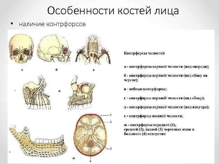 Особенности костей лица • наличие контрфорсов 
