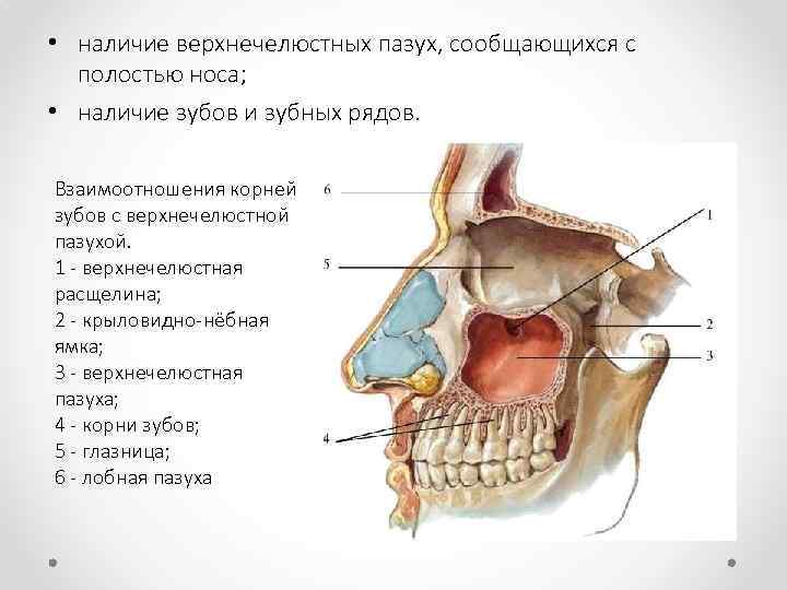  • наличие верхнечелюстных пазух, сообщающихся с полостью носа; • наличие зубов и зубных