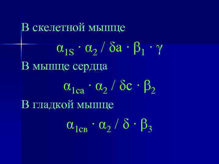 В скелетной мышце α 1 S ∙ α 2 / δа ∙ β 1