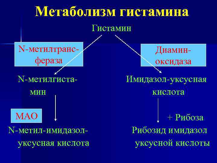 Метаболизм гистамина Гистамин N-метилтрансфераза N-метилгистамин МАО N-метил-имидазолуксусная кислота Диаминоксидаза Имидазол-уксусная кислота + Рибоза Рибозид