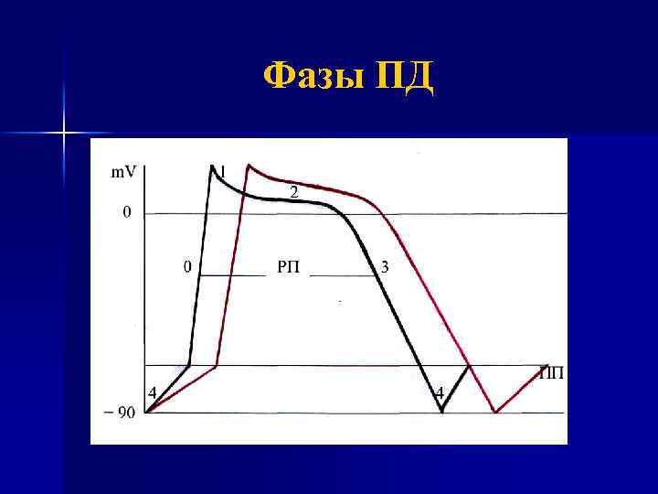 Фазы ПД 