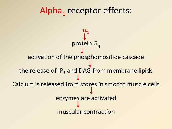Alpha 1 receptor effects: 1 protein Gq activation of the phosphoinositide cascade the release