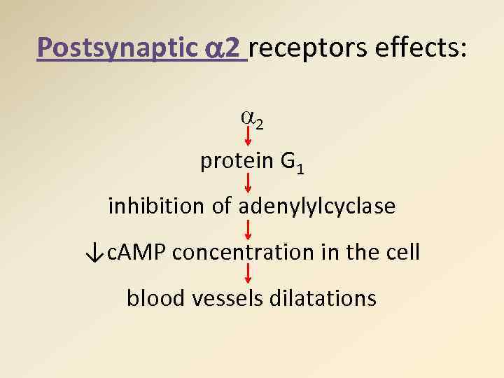 Postsynaptic 2 receptors effects: 2 protein G 1 inhibition of adenylylcyclase ↓c. AMP concentration